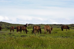 Wild horses in Easter Island