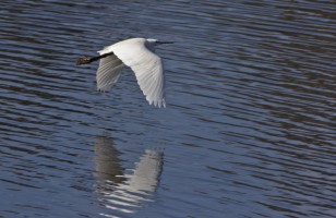 Egret flying over Proserpina at Proserpina swamp (