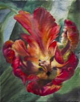Tulipn papagayo